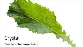  Presentation with bamboo - Audience pleasing theme consisting of single fresh bamboo mustard leaf backdrop and a white colored foreground