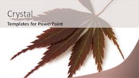  Presentation with maple leaf - Audience pleasing PPT layouts consisting of single fresh brown japanese maple leaf isolated on white background backdrop and a light gray colored foreground
