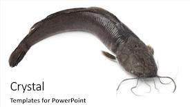  Presentation with catfish - PPT theme featuring single fresh catfish on white background and a  colored foreground