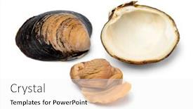  Presentation with clam - Amazing PPT theme having single-fresh-cooked-spisula-solida backdrop and a white colored foreground