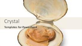  Presentation with clam - Audience pleasing slide set consisting of single-fresh-cooked-spisula-solida backdrop and a lemonade colored foreground