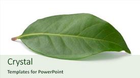  Presentation with green leaf - Audience pleasing presentation consisting of single fresh green indonesian bay backdrop and a seafoam green colored foreground