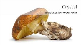  Presentation with mushroom - Beautiful presentation theme featuring single-fresh-picked-edible-amanita backdrop and a  colored foreground