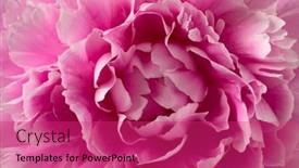  Presentation with peony flower - Amazing PPT layouts having single-fresh-pink-peony-flower backdrop and a violet colored foreground