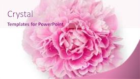  Presentation with peony - Amazing PPT theme having single-fresh-pink-peony-flower backdrop and a lemonade colored foreground