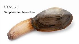  Presentation with clam - Cool new slide deck with single-fresh-raw-alive-soft backdrop and a white colored foreground