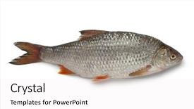  Presentation with background - Presentation consisting of single fresh raw common roach background and a white colored foreground