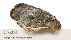  Presentation with pacific - PPT layouts enhanced with single fresh raw pacific oyster on white background background and a coral colored foreground