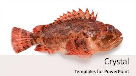  Presentation with tomato ketchup single red - Slide deck featuring single fresh raw red scorpionfish background and a lemonade colored foreground