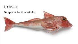  Presentation with tub - PPT theme featuring single-fresh-raw-red-tub background and a  colored foreground