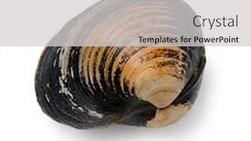  Presentation with clam - Slides having single-fresh-raw-spisula-solida background and a light gray colored foreground