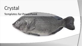  Presentation with fish - Cool new theme with single fresh raw tilapia fish backdrop and a white colored foreground