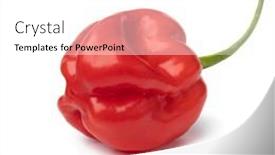  Presentation with chili - Presentation theme with single-fresh-red-scorpion-chili background and a white colored foreground