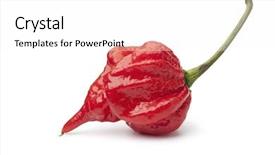 Presentation with chili - Theme with single fresh red scorpion chili background and a white colored foreground