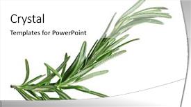  Presentation with background - Audience pleasing slide set consisting of single fresh rosemary twig isolated backdrop and a white colored foreground