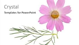  Presentation with pink white - Presentation theme consisting of single-fresh-sonata-pink-cosmos background and a white colored foreground