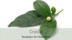  Presentation with tea leaves - Presentation with single-fresh-tea-flower-bud background and a seafoam green colored foreground