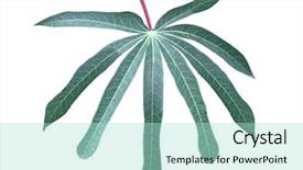  Presentation with cassava - Presentation design enhanced with single fresh yuca cassava mnioc background and a mint green colored foreground