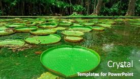  Presentation with lily pad - Presentation theme enhanced with single-giant-lily-pad background and a shamrock green colored foreground