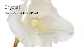  Presentation with flower - Cool new PPT layouts with single-gladiolus-flower-isolated backdrop and a white colored foreground