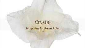  Presentation with flower - PPT layouts enhanced with single-gladiolus-flower-isolated background and a lemonade colored foreground