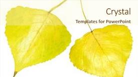  Presentation with golden - Beautiful presentation theme featuring single golden aspen leaf isolated backdrop and a cream colored foreground