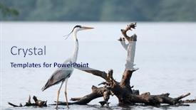  Presentation with andhra pradesh - Presentation theme consisting of single-great-blue-heron-bird background and a sky blue colored foreground