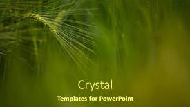  Presentation with vodkas - PPT layouts having single-green-barley-plant-against background and a tawny brown colored foreground