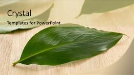  Presentation with cardamom - Beautiful PPT theme featuring single green cardamom leaf close backdrop and a lemonade colored foreground