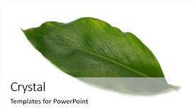  Presentation with green leaf - Audience pleasing PPT theme consisting of single green cardamom leaf isolated backdrop and a white colored foreground