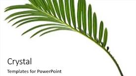  Presentation with single tree - Audience pleasing theme consisting of single green leaf of palm backdrop and a white colored foreground