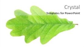  Presentation with oak - Slide set with single green oak leaf isolate don white background and a white colored foreground