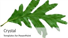  Presentation with green leaf - Beautiful presentation theme featuring single green oak leaf isolated backdrop and a  colored foreground
