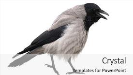  Presentation with crow - Presentation consisting of single grey crow isolated background and a white colored foreground