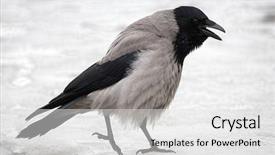 Presentation with crow - Presentation theme enhanced with single grey crow on snow background and a light gray colored foreground