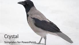  Presentation with crow - Audience pleasing presentation consisting of single grey crow on snow backdrop and a light gray colored foreground