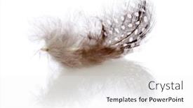  Presentation with feather - Slides having single guinea fowl feather on white reflective surface background and a white colored foreground