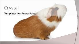  Presentation with guinea pig - PPT theme with single guinea pig looking up isolated on white background background and a white colored foreground