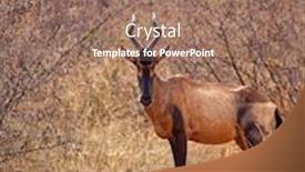  Presentation with single ladies - Audience pleasing presentation design consisting of single-hartebeest-in-the-bush backdrop and a coral colored foreground