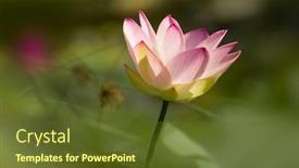  Presentation with climate - Colorful presentation theme enhanced with single holy lotus flower blooming in tropical climate backdrop and a tawny brown colored foreground