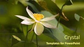  Presentation with climate - Beautiful presentation theme featuring single holy lotus flower blooming in tropical climate backdrop and a tawny brown colored foreground