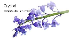  Presentation with flower - PPT theme consisting of single hyacinthoides non-scripta bluebell background and a white colored foreground
