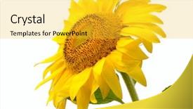  Presentation with sunflower sunflower sunflower sunflower sunflower - Slides featuring single isolated yellow sunflower close-up background and a yellow colored foreground