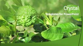  Presentation with single tree - Slide deck consisting of single kaffir lime on tree background and a seafoam green colored foreground