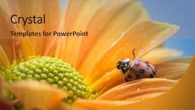  Presentation with ladybug - PPT theme enhanced with single ladybug explores a yellow daisy background and a yellow colored foreground