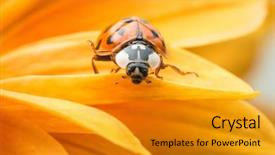  Presentation with ladybug - Slides with single ladybug explores a yellow background and a gold colored foreground