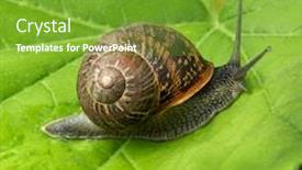  Presentation with green leaf - Presentation consisting of single-land-snail-sliding background and a tawny brown colored foreground