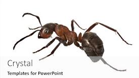  Presentation with ant - Slide set consisting of single-large-brown-forest-ant background and a white colored foreground