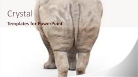  Presentation with single cell protein - Slide set having single-large-rhinoceros-from-behind background and a lemonade colored foreground