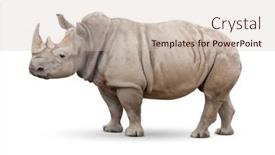  Presentation with blank whiteboard isolated on white - Presentation design with single-large-rhinoceros-isolated background and a soft green colored foreground